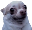 ratdog emote