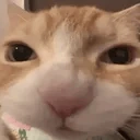 nom emote