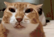 mewing emote