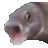 Fishmeme emote