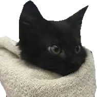 cat_blanket emote