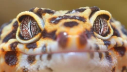 LeopardGeckoFace2 emote