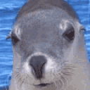seal animated emote
