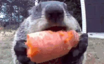 SNACKING emote