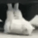 catBuff emote
