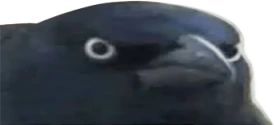 CrowOfJudgement emote