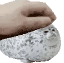PETTHESEAL emote