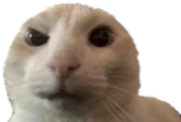 AYOOOOO emote