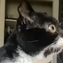 Wot emote
