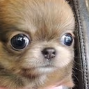 StareDog emote