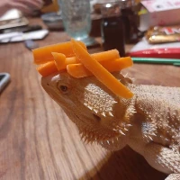 CarrotLizard emote