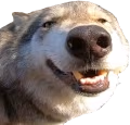 wolfO emote