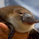 Wholesome_platypus emote