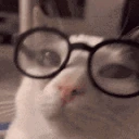 plerd emote