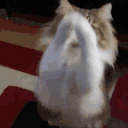 catBeg emote