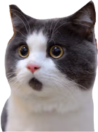 Cutecat emote