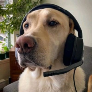 moecoquito avatar