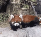 redpandaSNIFF emote