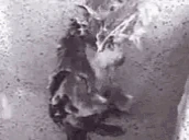rat emote
