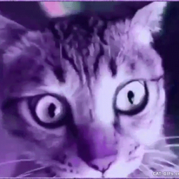 purpcat avatar