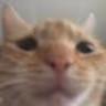 SadCat emoji