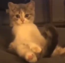 kokstare emote