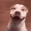 happy_doggo emote