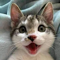 WonderfulHappyCat emote