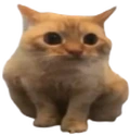 spoingus emote