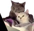 WatchingTogether emote