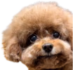 mulchmaxxing emote