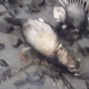 ferretAttack emote
