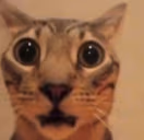 ALTA emote