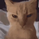 MAD emote