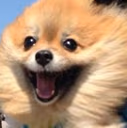 Dog_Happy_Smile emote