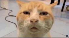 HUHH emote