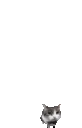 CatBrickThrow emote
