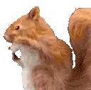 squirrelJAM emote