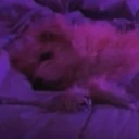 sleepie emote