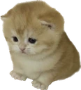 ou emote