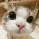 catLook emote