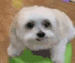 DogLookingSussyAndScared emoji