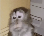 monkey emote