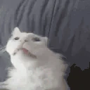 funnywhitecat9 emote