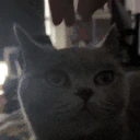 poppy emote