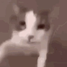 Catjump emote