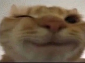 CatWink emoji