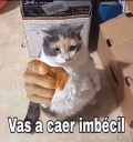 VasACaer emote