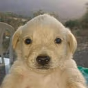 Perrito emote