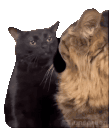 blackcatzoningout